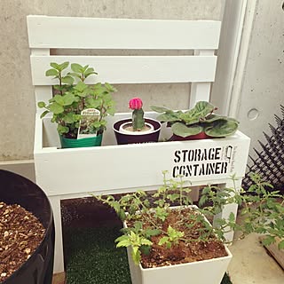 鉢植え ミントのインテリア実例 Roomclip ルームクリップ 鉢植え ミントのインテリア実例 Roomclip ルームクリップ