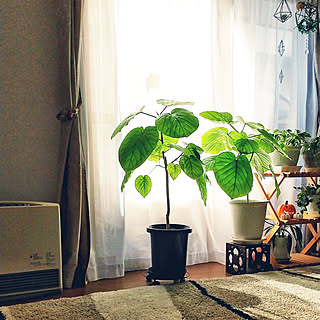 ウンベラータ コーナンのインテリア実例 Roomclip ルームクリップ