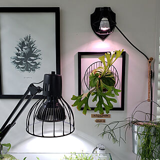 観葉植物 植物育成ライトのインテリア実例 Roomclip ルームクリップ