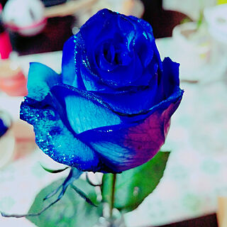 50 おしゃれ 青い 薔薇 壁紙 ただ素晴らしい花