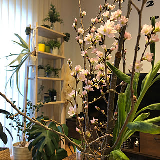 桜の木の枝 切り花の桜のインテリア実例 Roomclip ルームクリップ