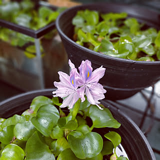 ホテイアオイの花のインテリア実例 Roomclip ルームクリップ