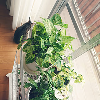 シンゴニウム 観葉植物のある暮らしのインテリア実例 Roomclip ルームクリップ