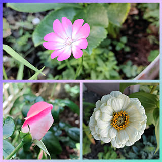 10月の庭 長く咲く花 のインテリア実例 Roomclip ルームクリップ