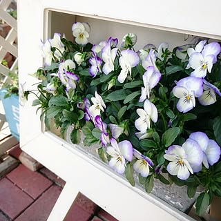 額縁プランターのインテリア実例 Roomclip ルームクリップ