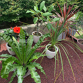 庭 アスプレニウムのインテリア実例 Roomclip ルームクリップ