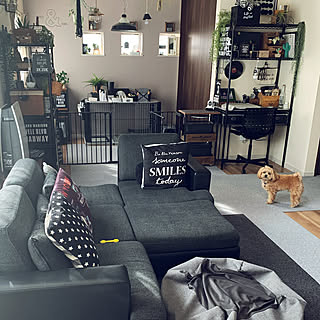 ミックス犬のインテリア実例 Roomclip ルームクリップ