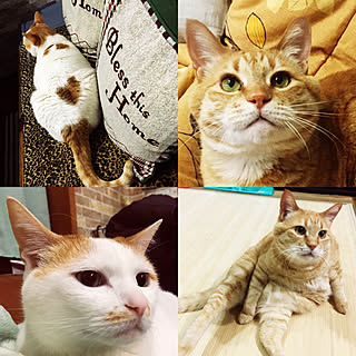 昼寝大好き/おなかプルプル/ビンテージ明るめ/猫と暮らす/茶トラ猫...などのインテリア実例 - 2018-06-16 02:33:08