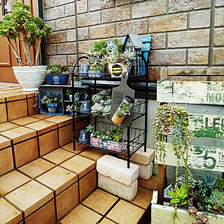 玄関/入り口/多肉植物/多肉寄せ植え/ガーデニング/玄関前...などのインテリア実例 - 2017-08-24 08:25:13