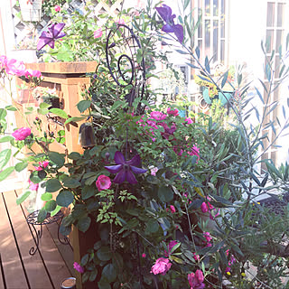 クレマチス/アンジェラ/2019.5.24/いつもありがとうございますʕ•ᴥ•ʔ/my garden...などのインテリア実例 - 2019-05-24 18:01:03