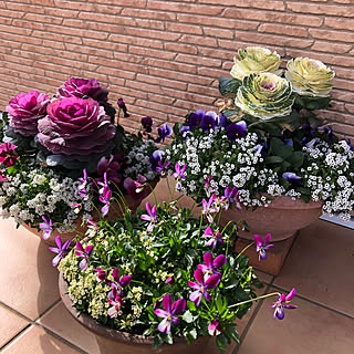 お花のある暮らし 冬の寄せ植えのインテリア実例 Roomclip ルームクリップ