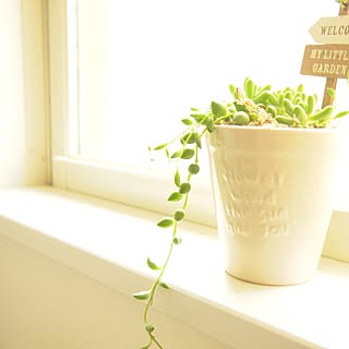 植物/グリーン/観葉植物/多肉/多肉植物のインテリア実例 - 2012-05-26 00:28:27