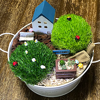 多肉植物 アイリッシュモスのインテリア実例 Roomclip ルームクリップ