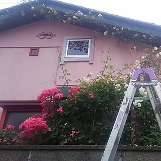 バラ好きにも程がある/震災/DIYじゃない最近/津波/Facebook 水面無敵 ガナミ...などのインテリア実例 - 2016-06-13 02:28:08
