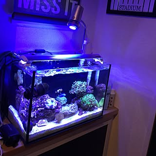 照明 海水魚水槽のインテリア実例 Roomclip ルームクリップ 照明 海水魚水槽のインテリア実例 Roomclip ルームクリップ