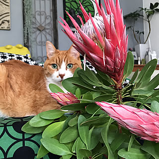 観葉植物/NO GREEN NO LIFE/ねこと暮らす/ネイティブフラワー/ワイルドフラワー...などのインテリア実例 - 2019-04-10 08:09:03