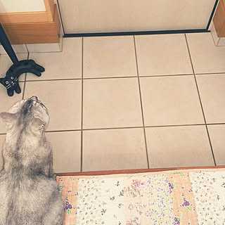 玄関/入り口/心にパンチパーマ✨/アフロな気持ち❤️/ねこ♡/NO CAT,NO LIFE❤️...などのインテリア実例 - 2017-09-12 09:26:00