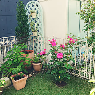 玄関/入り口/お庭です/移設した物置はペイントしてます/薔薇マヌウ・メイアン植えました!/DIYフェンス...などのインテリア実例 - 2019-04-27 10:24:30