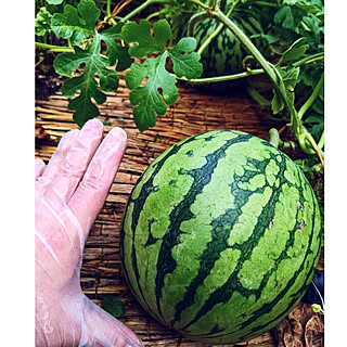 家庭菜園 袋栽培のインテリア実例 Roomclip ルームクリップ