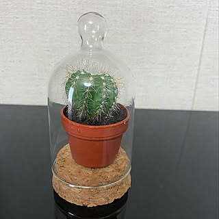 100均 ミニサボテンのインテリア実例 Roomclip ルームクリップ