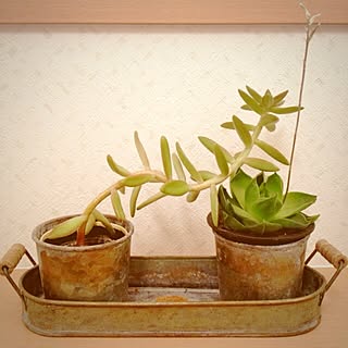 気持ち悪い トイレ栽培のインテリア実例 Roomclip ルームクリップ