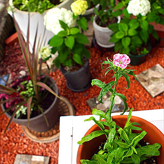 アナベル 小さな花壇のインテリア実例 Roomclip ルームクリップ