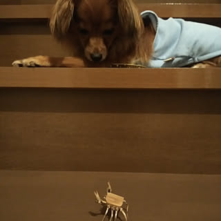 民芸品 いぬと暮らすのインテリア実例 Roomclip ルームクリップ