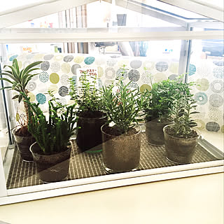 グリーン チャコボールのインテリア実例 Roomclip ルームクリップ