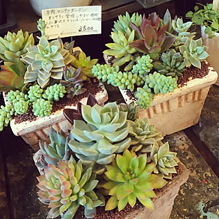 観葉植物 中目黒花屋のインテリア実例 Roomclip ルームクリップ 観葉植物 中目黒花屋のインテリア実例 Roomclip ルームクリップ