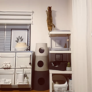 Ikea 猫トイレのインテリア実例 Roomclip ルームクリップ Ikea 猫トイレのインテリア実例 Roomclip ルームクリップ