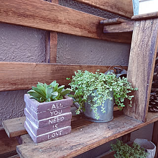 ハオルチア レツーサのインテリア実例 Roomclip ルームクリップ