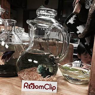 瓶 ベタのインテリア実例 Roomclip ルームクリップ