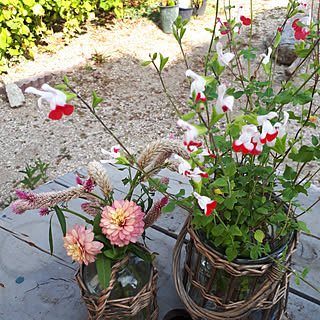 花瓶 ケイトウのインテリア実例 Roomclip ルームクリップ