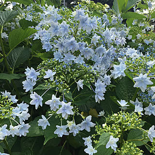 隅田の花火という紫陽花のインテリア実例 Roomclip ルームクリップ