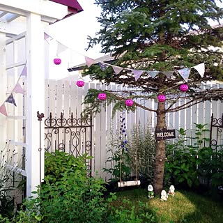 ダイソー/ハロウィン/Blogやってません/Gardeningやってます/庭...などのインテリア実例 - 2014-09-18 13:20:02