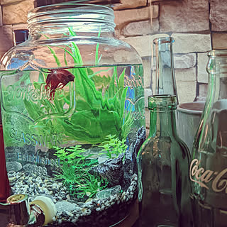 熱帯魚 ベタのいる暮らしのインテリア実例 Roomclip ルームクリップ