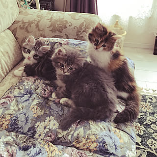 部屋全体/皆さんいつもありがとう♡/今日も元気ッッ♪♪/仔猫成長の日々/癒されてもらえてますか?...などのインテリア実例 - 2017-07-22 10:50:35