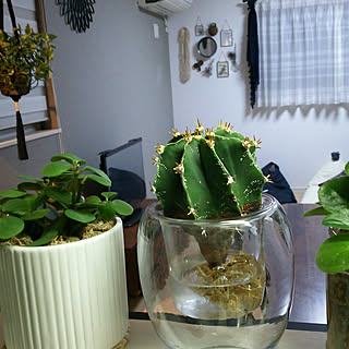 観葉植物 セントポーリアのインテリア実例 Roomclip ルームクリップ