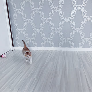 壁紙 三毛猫のインテリア実例 Roomclip ルームクリップ