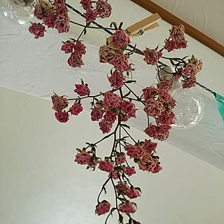 Room Clip 症候群/ドライにトライ!/最後まで愛する/経過観察中!/薔薇の花園...などのインテリア実例 - 2017-07-12 16:05:14