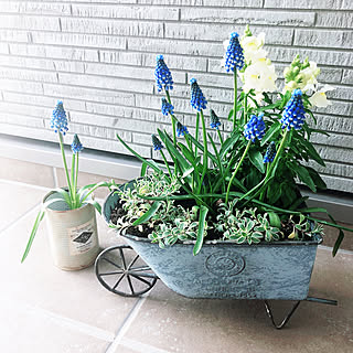 寄せ植え 金魚草のインテリア実例 Roomclip ルームクリップ