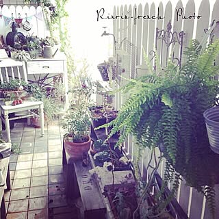 NO GREEN NO LIFE/コンテスト応募中/French/vintage/DIYした壁...などのインテリア実例 - 2014-09-03 09:50:33