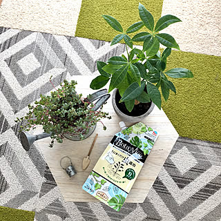 不当 姉妹 故障中 ドンキホーテ 植木鉢 Beachparkway Org