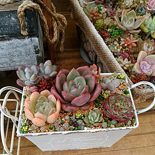 棚/NO GREEN NO LIFE/サンルーム/多肉植物/多肉植物 寄せ植え...などのインテリア実例 - 2019-12-26 21:53:02