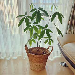 ダイソーのパキラのインテリア実例 Roomclip ルームクリップ