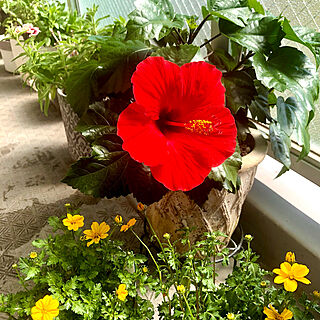 お花のある暮らし/ビデンスゴールデンエンパイア/ハイビスカス咲きました♪/ベランダガーデン/植物のある暮らし...などのインテリア実例 - 2021-10-02 17:20:14