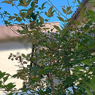 鬼門に南天のインテリア実例 Roomclip ルームクリップ