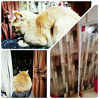 いいね&フォローありがとうございます☆/100均DIY/ねこ窓/六つ子同好会のインテリア実例 - 2017-01-27 08:05:35
