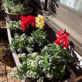 宿根かすみ草のインテリア実例 Roomclip ルームクリップ