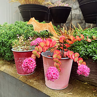 ミセバヤの花のインテリア実例 Roomclip ルームクリップ